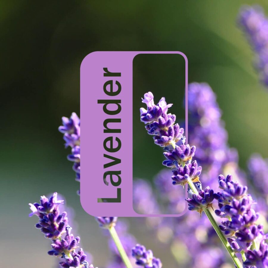 Ефірна олія Лаванда dōTERRA концентрат 15 мл Lavender - Lavandula angustifolia