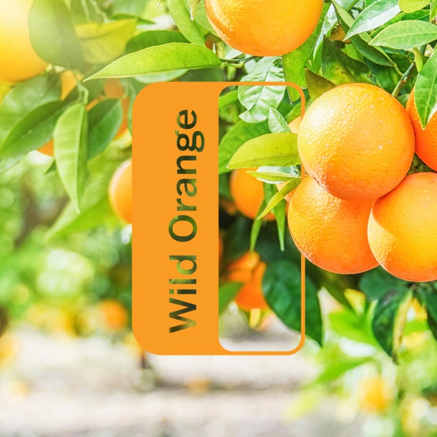 Ефірна олія Дикий Апельсин dōTERRA концентрат 15 мл Wild Orange - Citrus sinensis