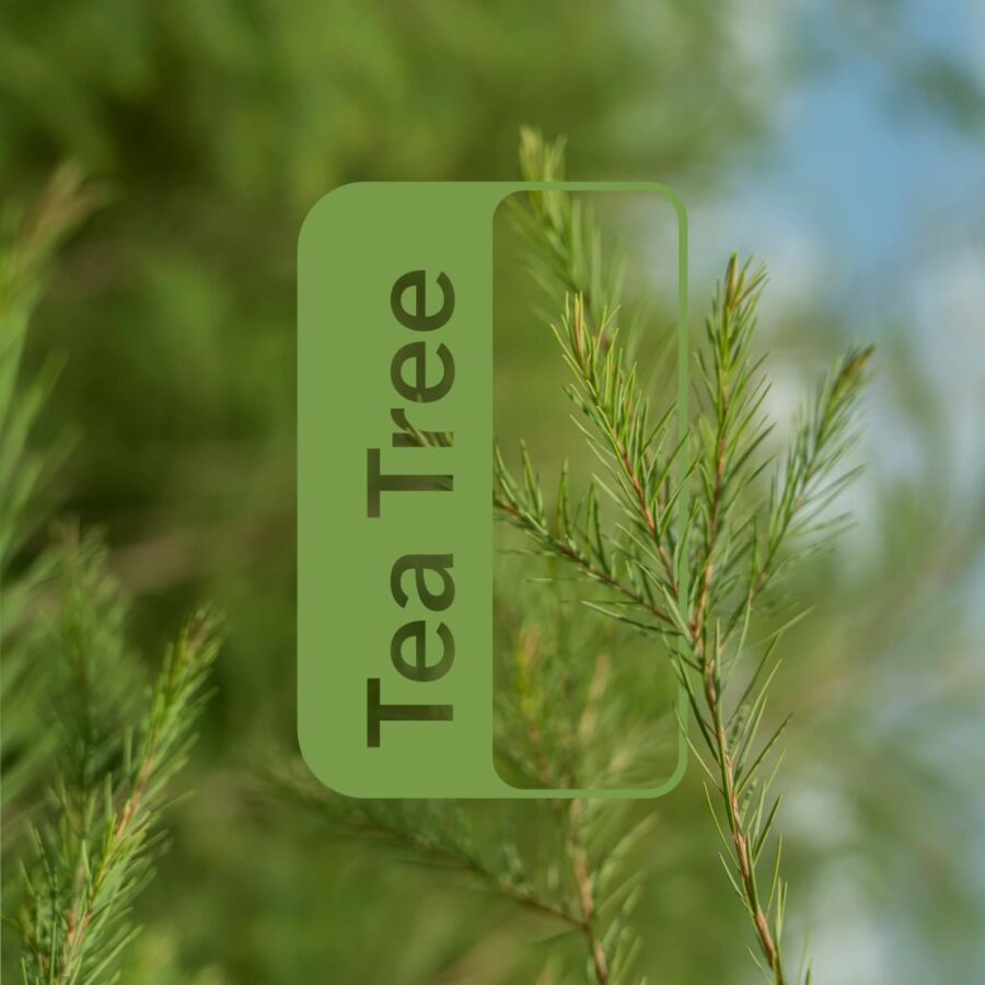 Ефірна олія Чайне Дерево dōTERRA концентрат 15 мл Tea Tree - Melaleuca alternifolia