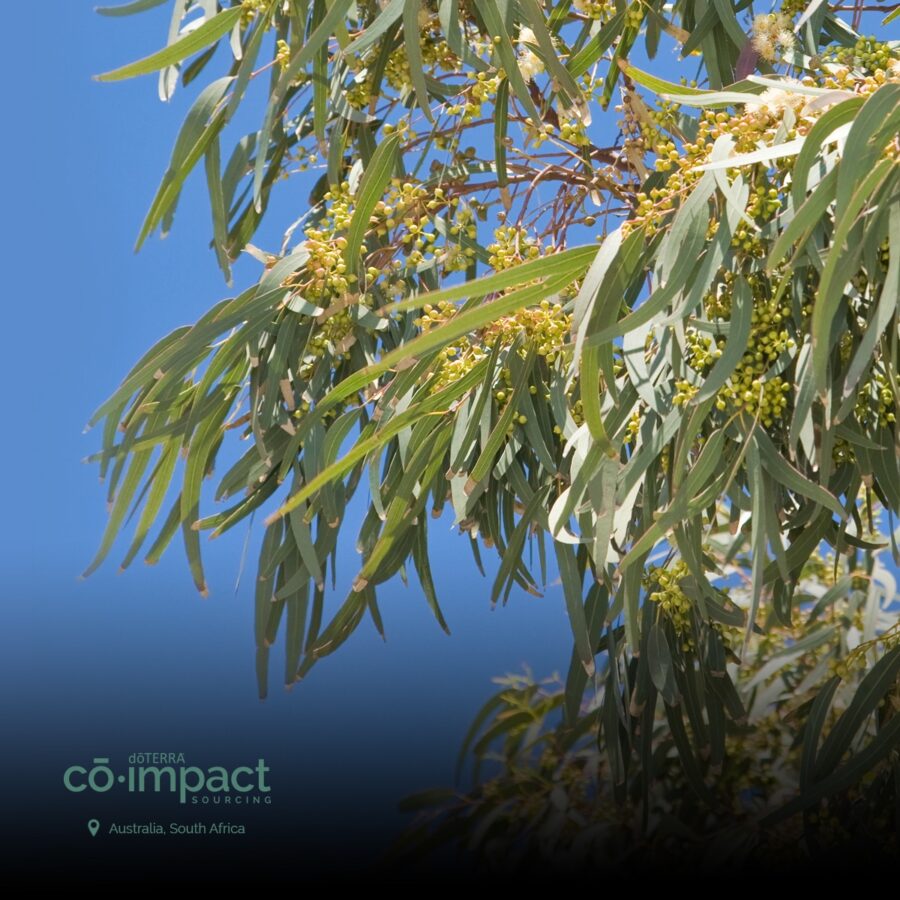 Ефірна олія Евкаліпт dōTERRA концентрат 15 мл Eucalyptus - Eucalyptus radiata