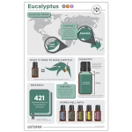 Ефірна олія Евкаліпт dōTERRA концентрат 15 мл Eucalyptus - Eucalyptus radiata - Зображення 7