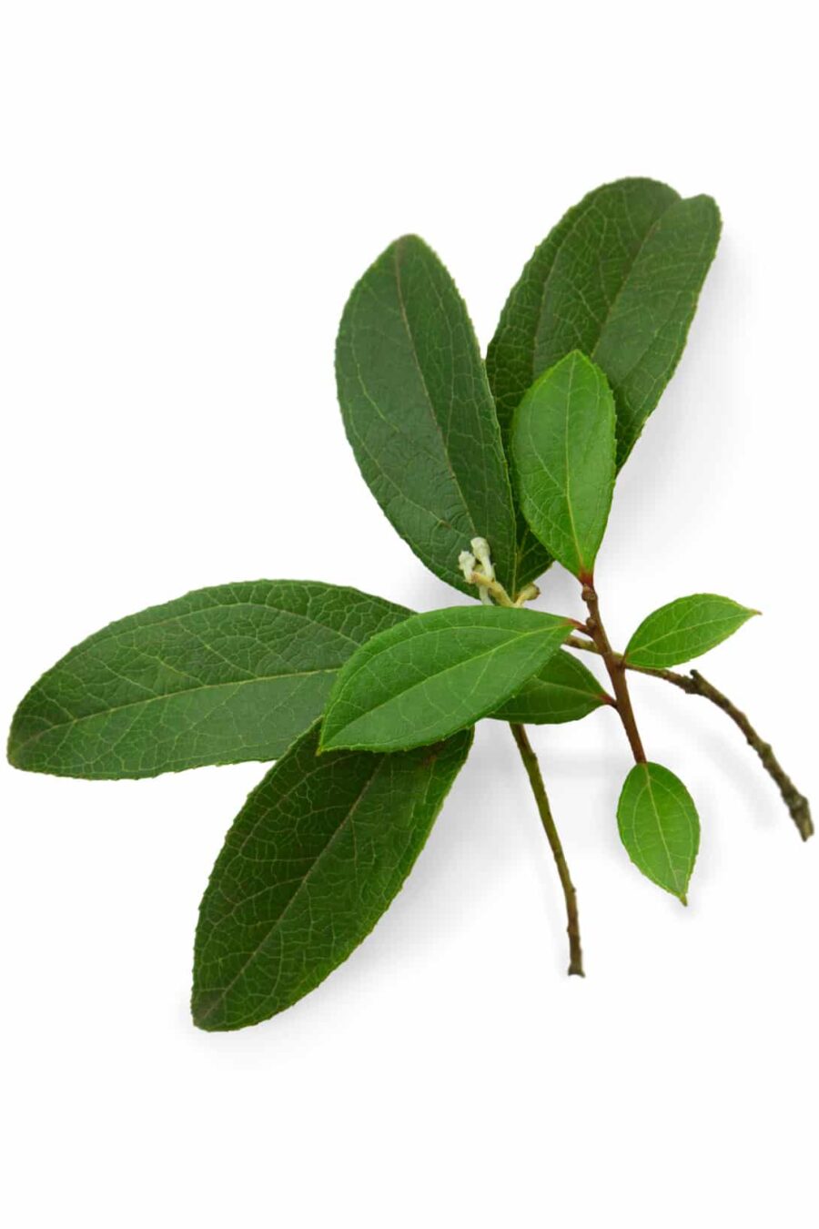 Ефірна олія Грушанка dōTERRA концентрат 15 мл (Гаультерія запашна) Wintergreen - Gaultheria fragrantissima