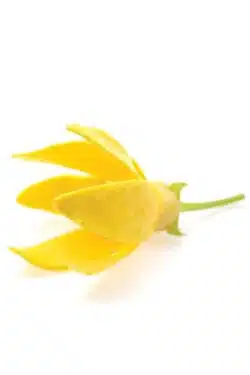 Ефірні олії doTerra